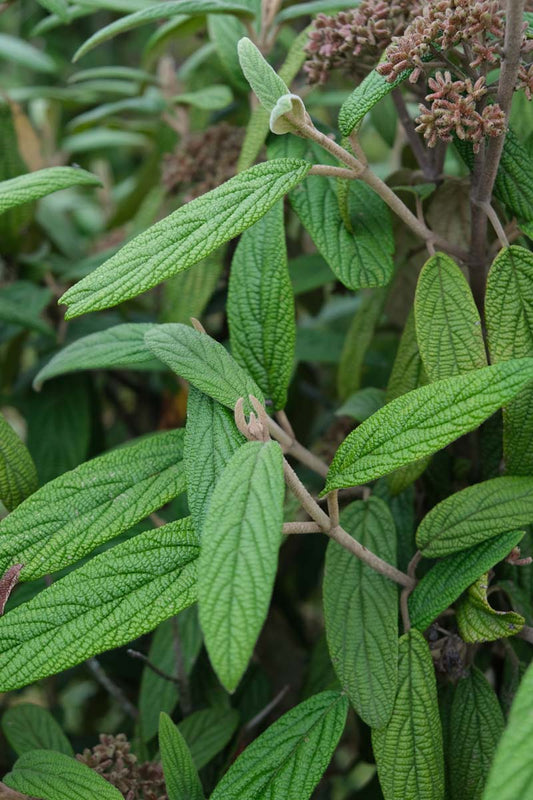 Viburnum rhytidophyllum meerstammig / struik blad