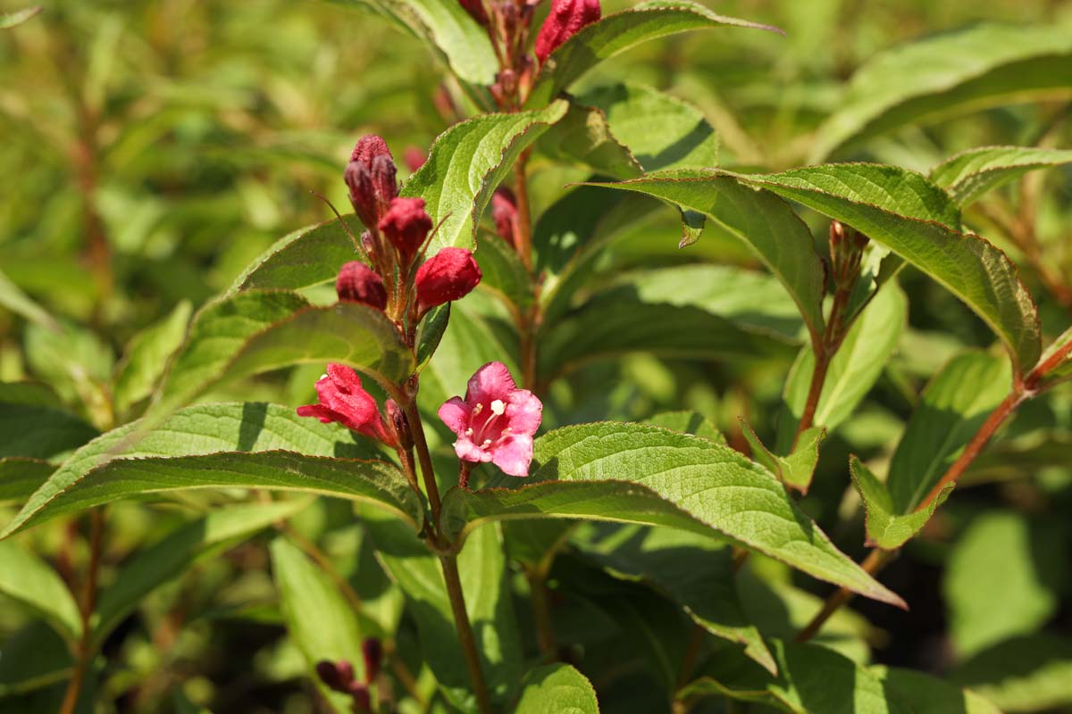 Weigela 'Bristol Ruby' haagplant bloem