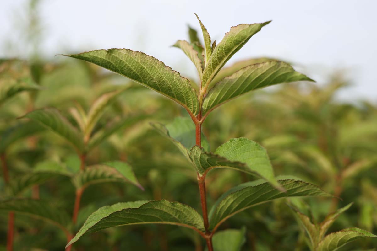 Weigela 'Eva Rathke' Tuinplanten blad