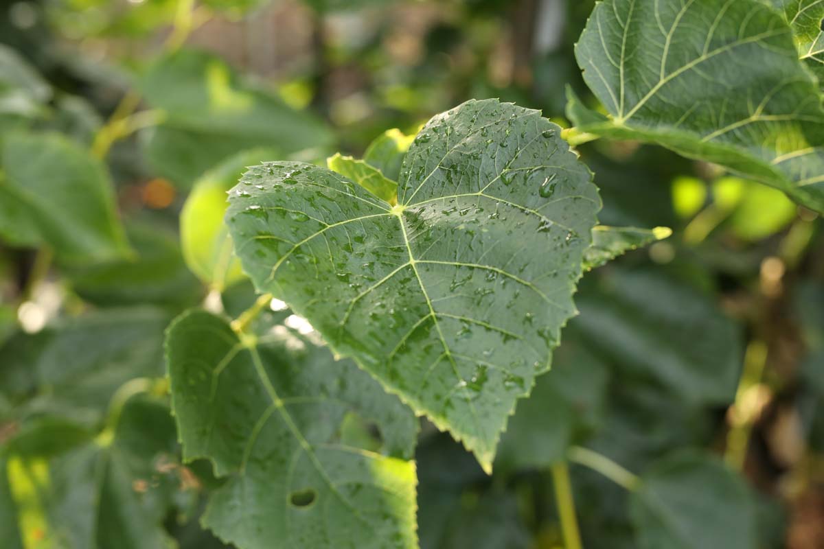 Tilia europaea 'Euchlora' leiboom blad