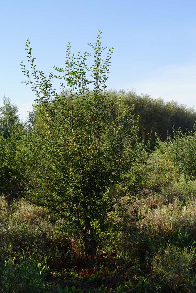 Prunus spinosa meerstammig / struik struik