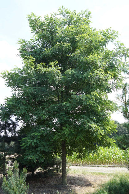 Robinia pseudoacacia op stam op stam