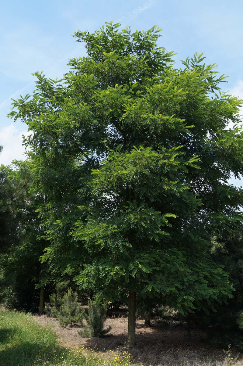 Robinia pseudoacacia op stam op stam