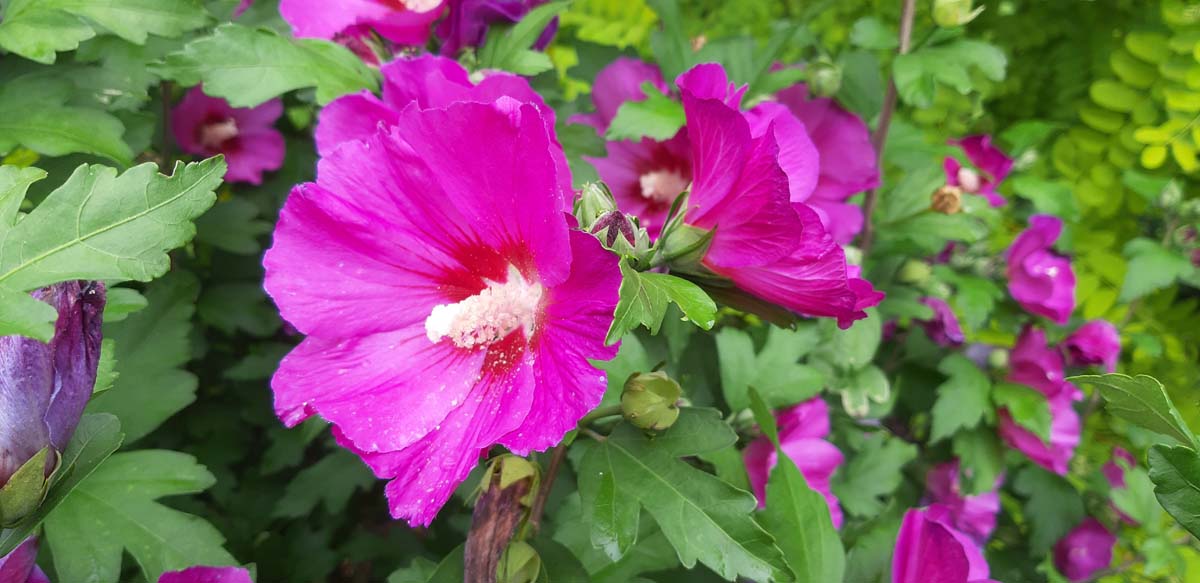 Hibiscus syriacus 'Floru' bloem