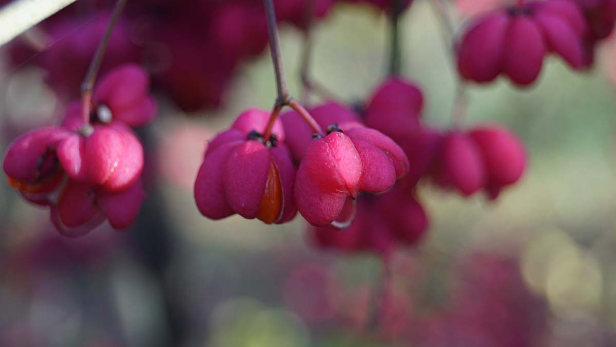 Euonymus europaeus meerstammig / struik bloem