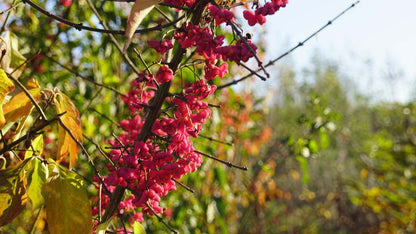 Euonymus europaeus haagplant bloesem