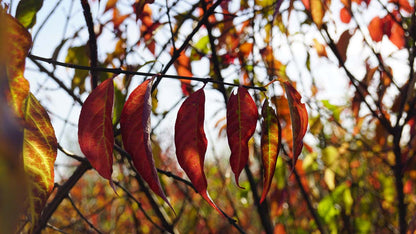 Euonymus europaeus haagplant herfstkleur