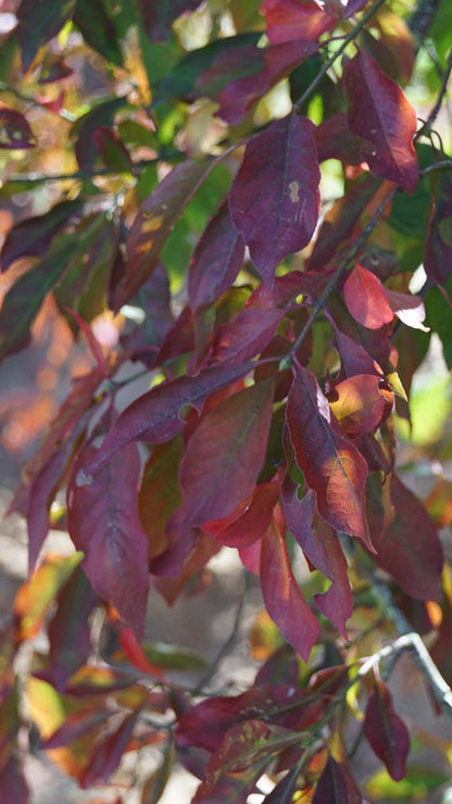 Euonymus europaeus meerstammig / struik herfstkleur