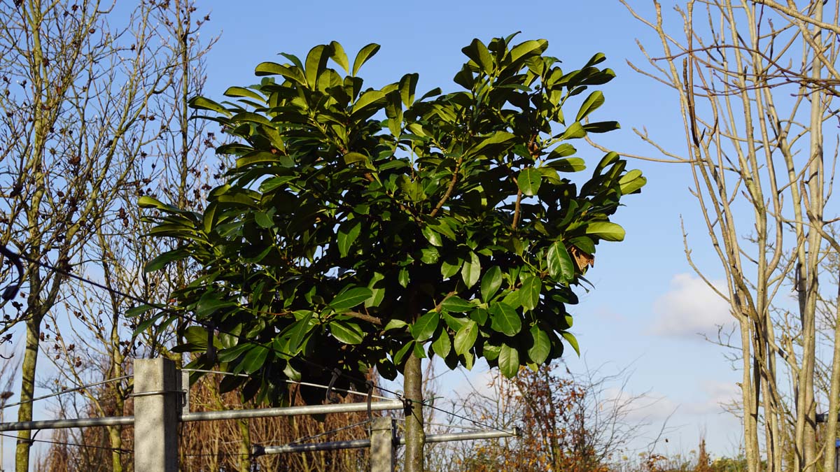 Prunus laurocerasus 'Anbri' Tuinplanten blad