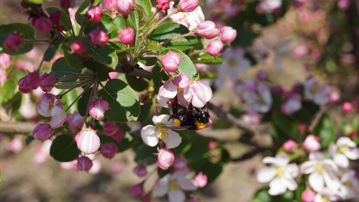 Malus 'Red Sentinel' meerstammig / struik bloem