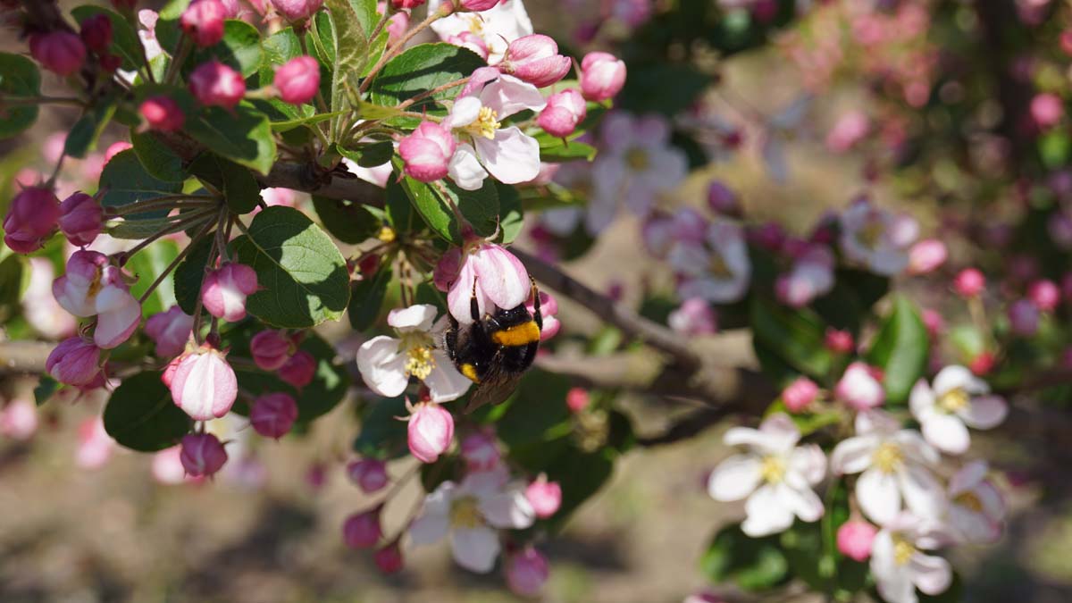 Malus 'Red Sentinel' meerstammig / struik biodiversiteit