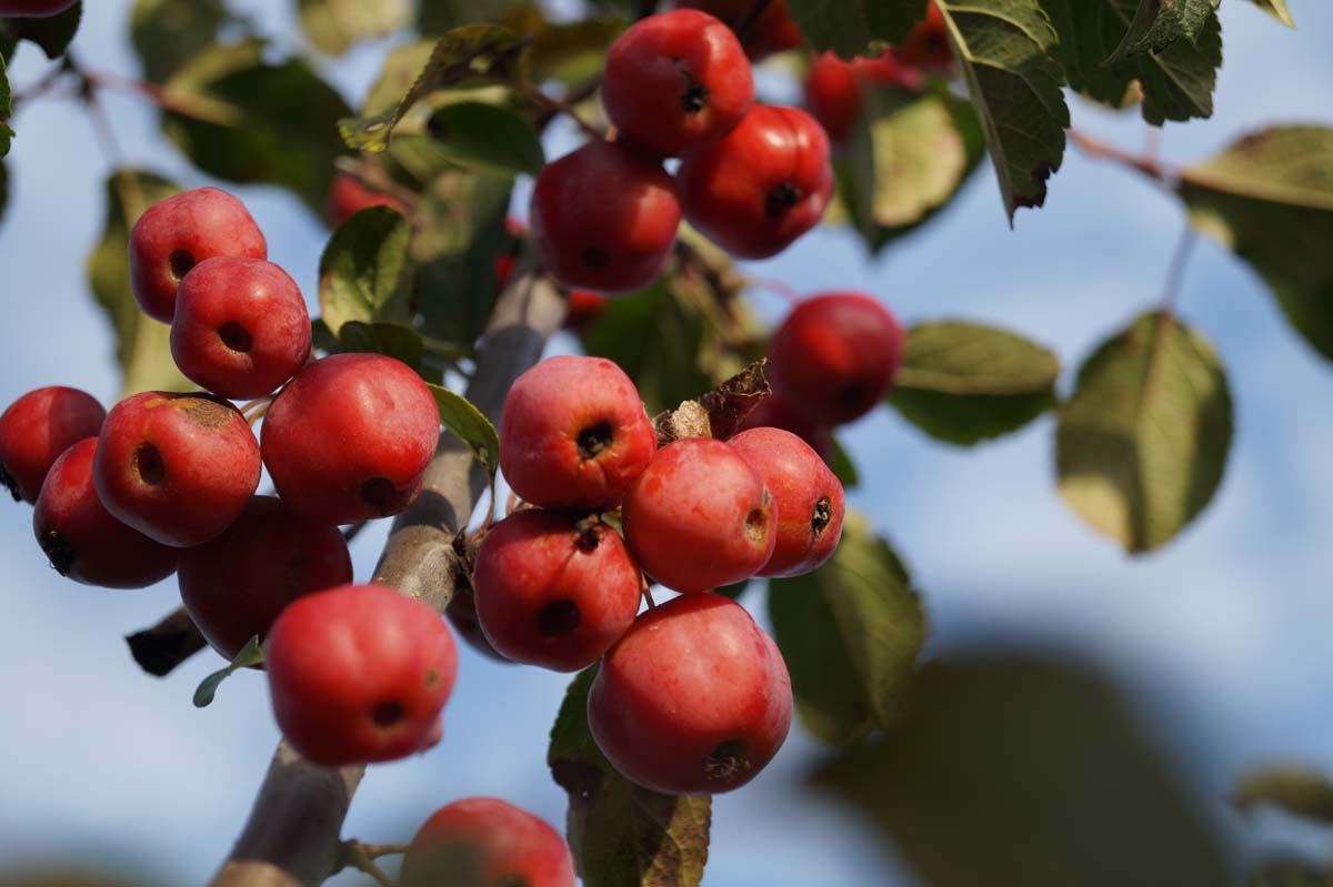 Malus 'Red Sentinel' meerstammig / struik sierappel