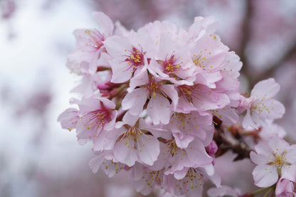 Prunus incisa 'Cunera' meerstammig / struik bloem