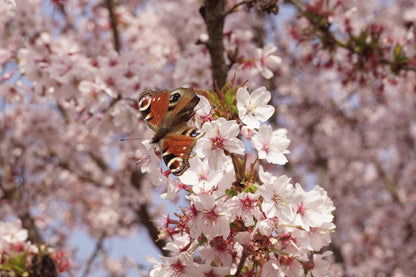 Prunus incisa 'Cunera' meerstammig / struik biodiversiteit