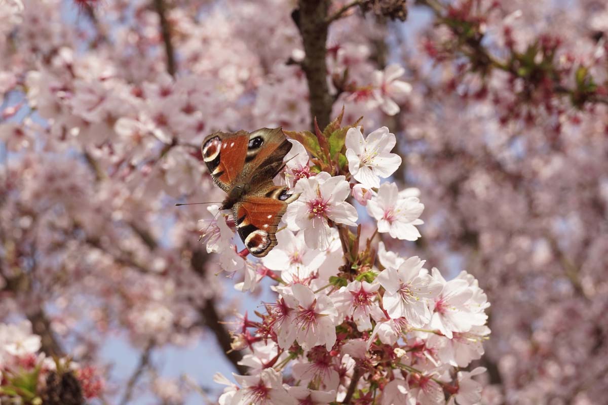 Prunus incisa 'Cunera' Tuinplanten biodiversiteit