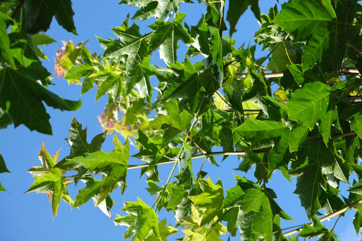 Acer 'Warrenred' solitair twijg