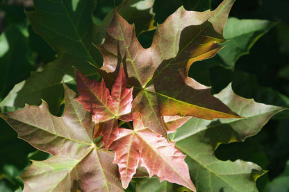 Acer 'Warrenred' solitair blad