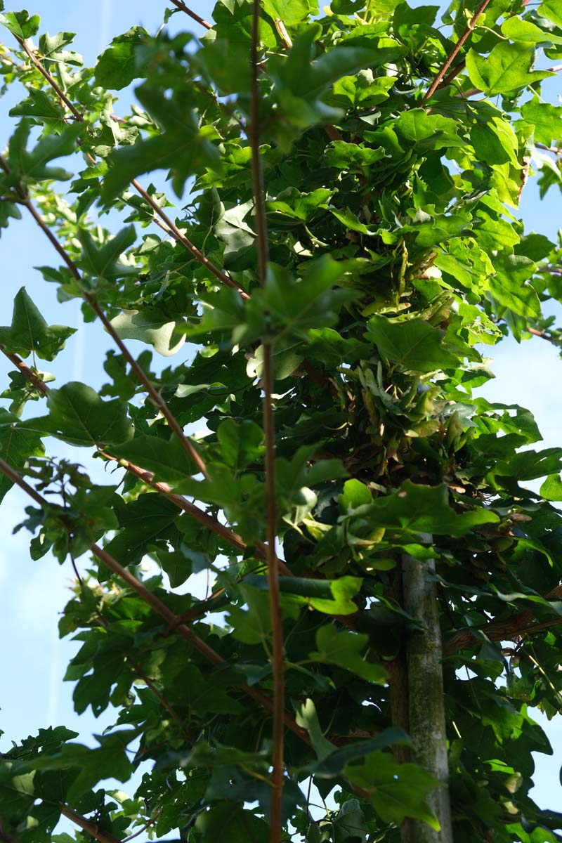 Acer campestre 'Elsrijk' op stam blad