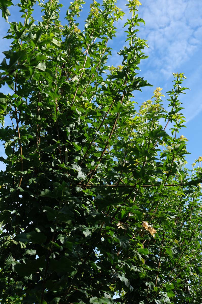 Acer campestre 'Fastigiatum' op stam twijg