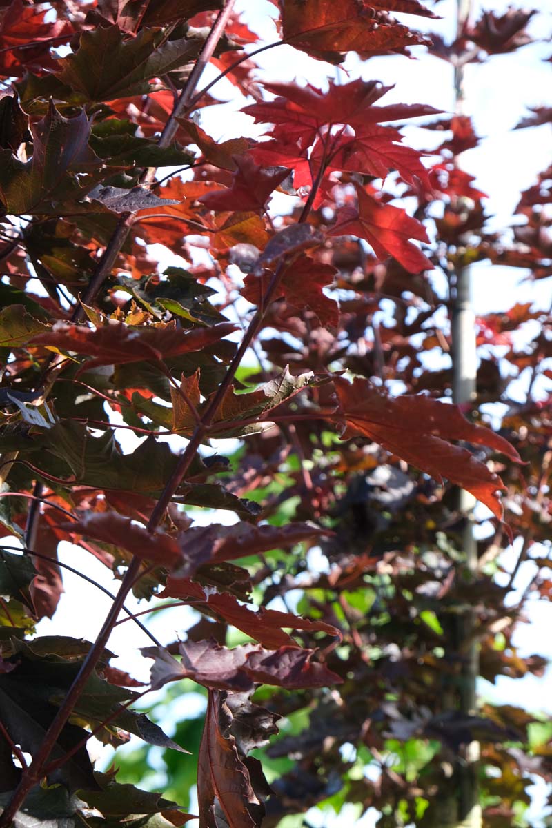 Acer platanoides 'Crimson Sentry' op stam blad