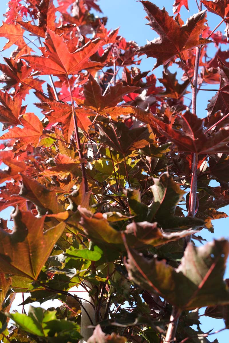 Acer platanoides 'Crimson Sentry' op stam stam