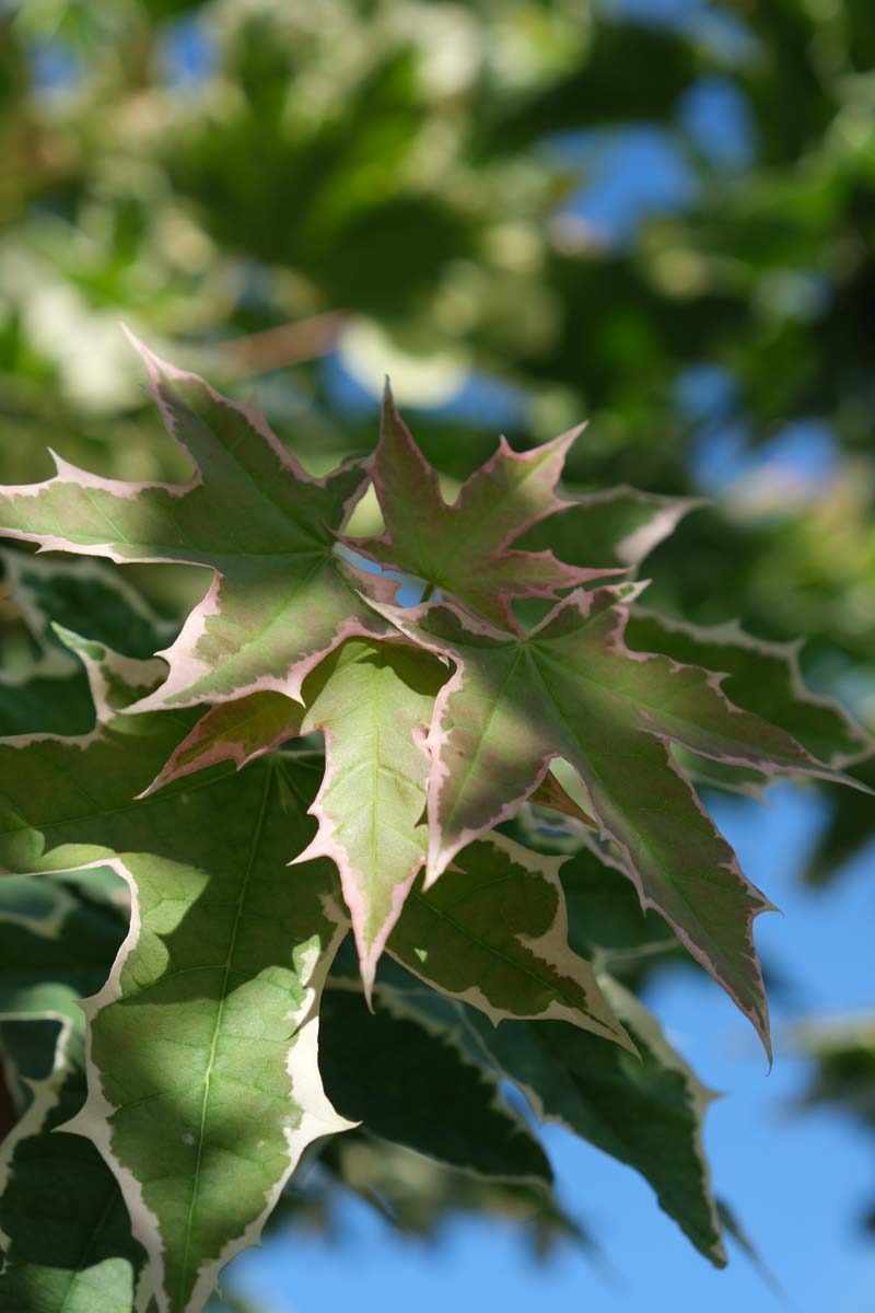 Acer platanoides 'Drummondii' meerstammig / struik blad