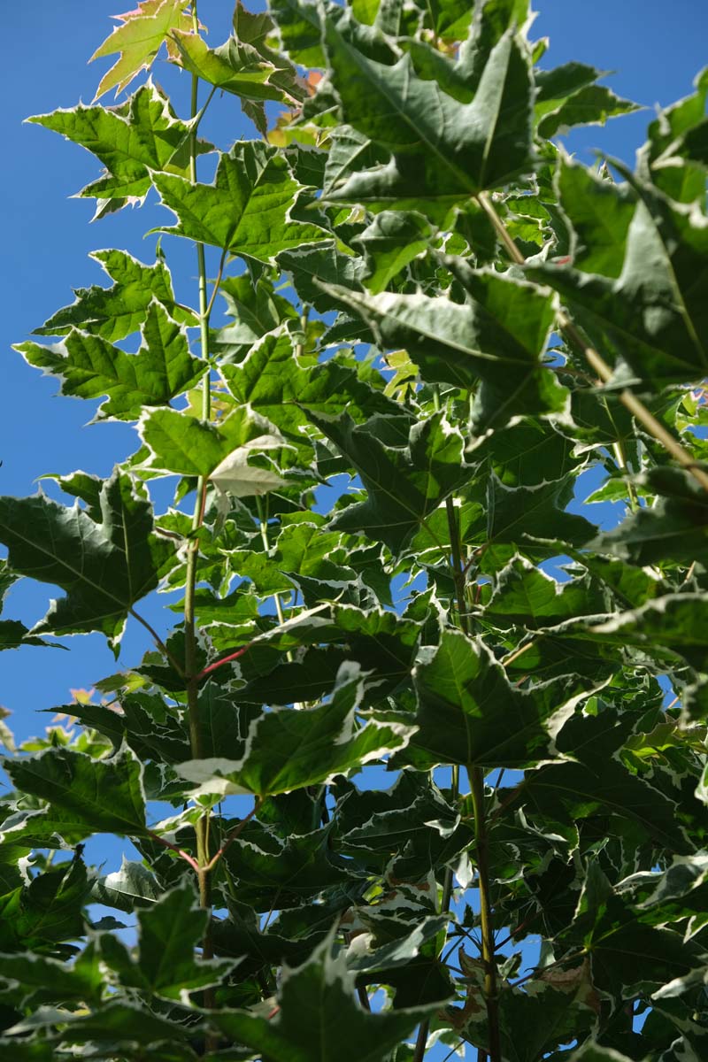 Acer platanoides 'Drummondii' meerstammig / struik twijg