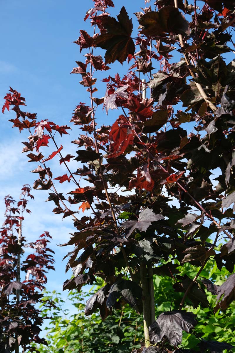 Acer platanoides 'Royal Red' leiboom stam