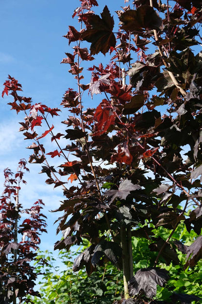 Acer platanoides 'Royal Red' leiboom stam