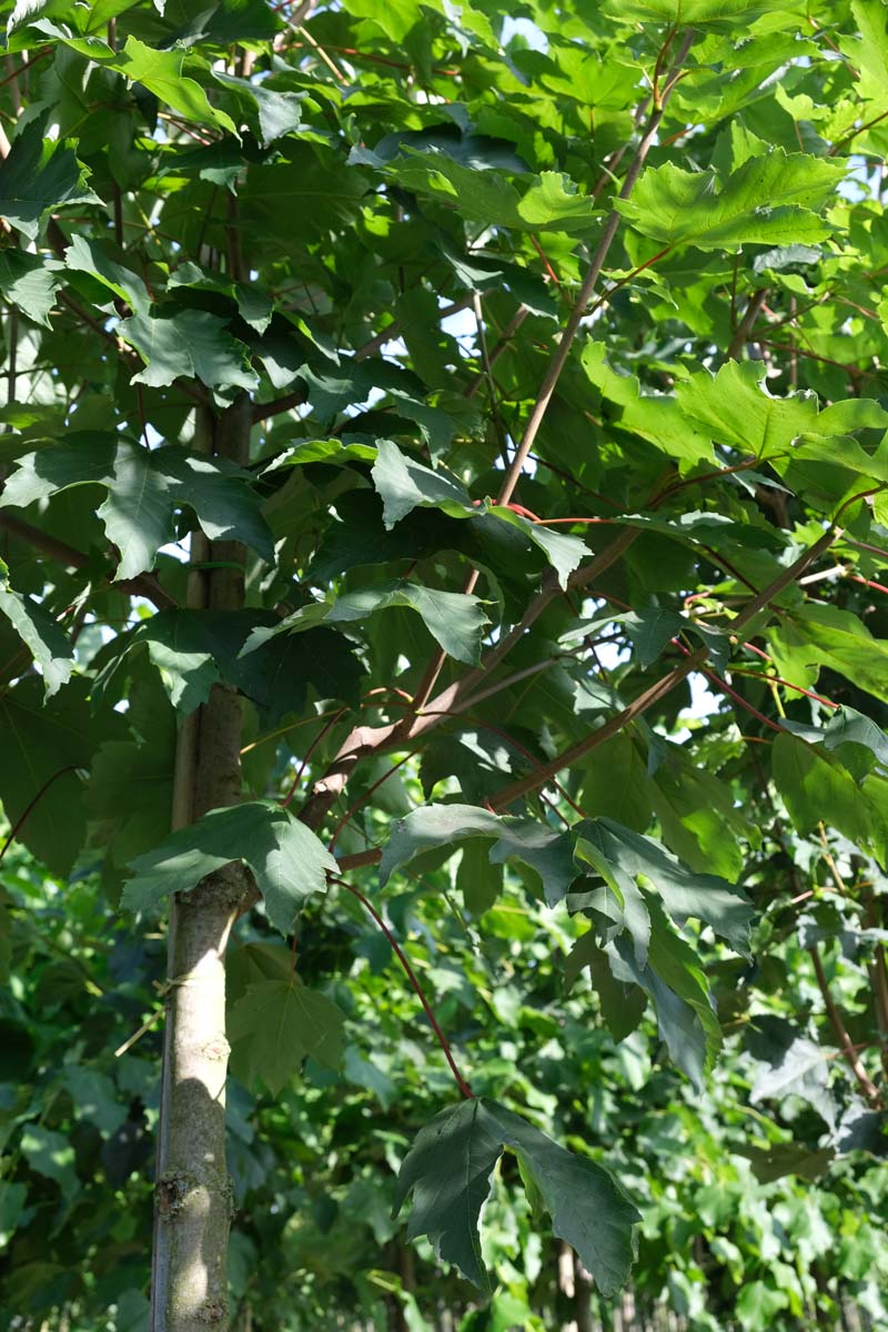 Acer pseudoplatanus Tuinplanten stam