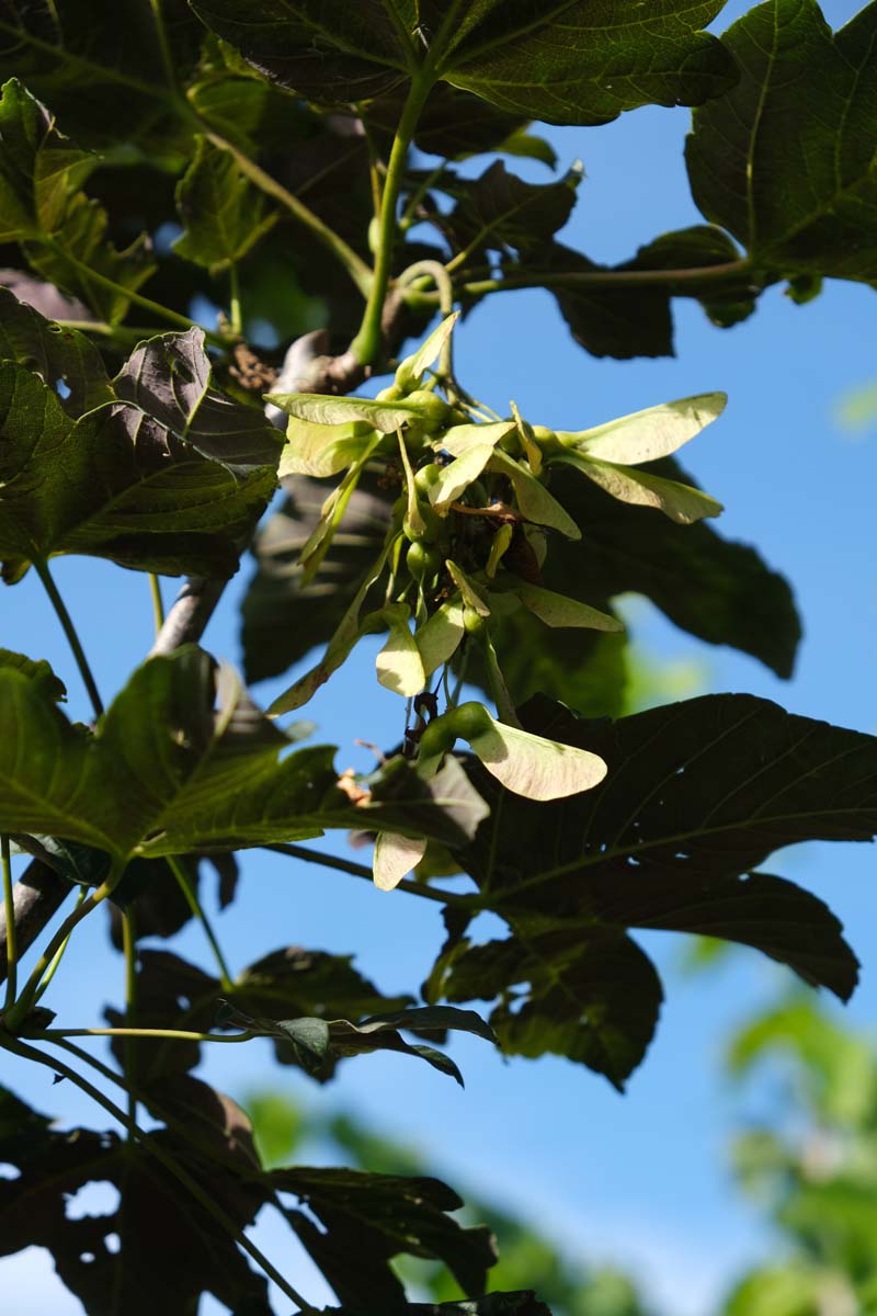 Acer pseudoplatanus op stam zaaddoos