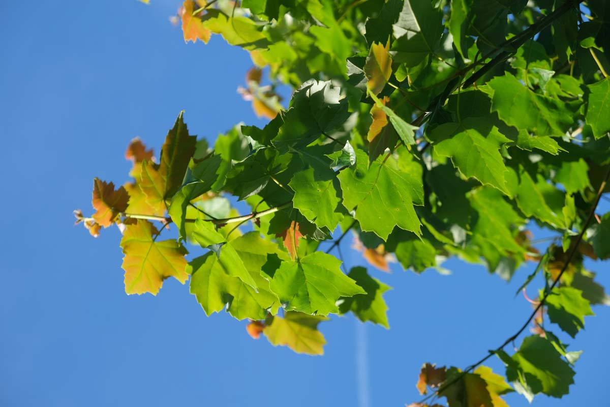 Acer rubrum 'Red King' op stam blad