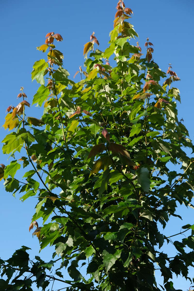 Acer rubrum 'Red King' op stam blad