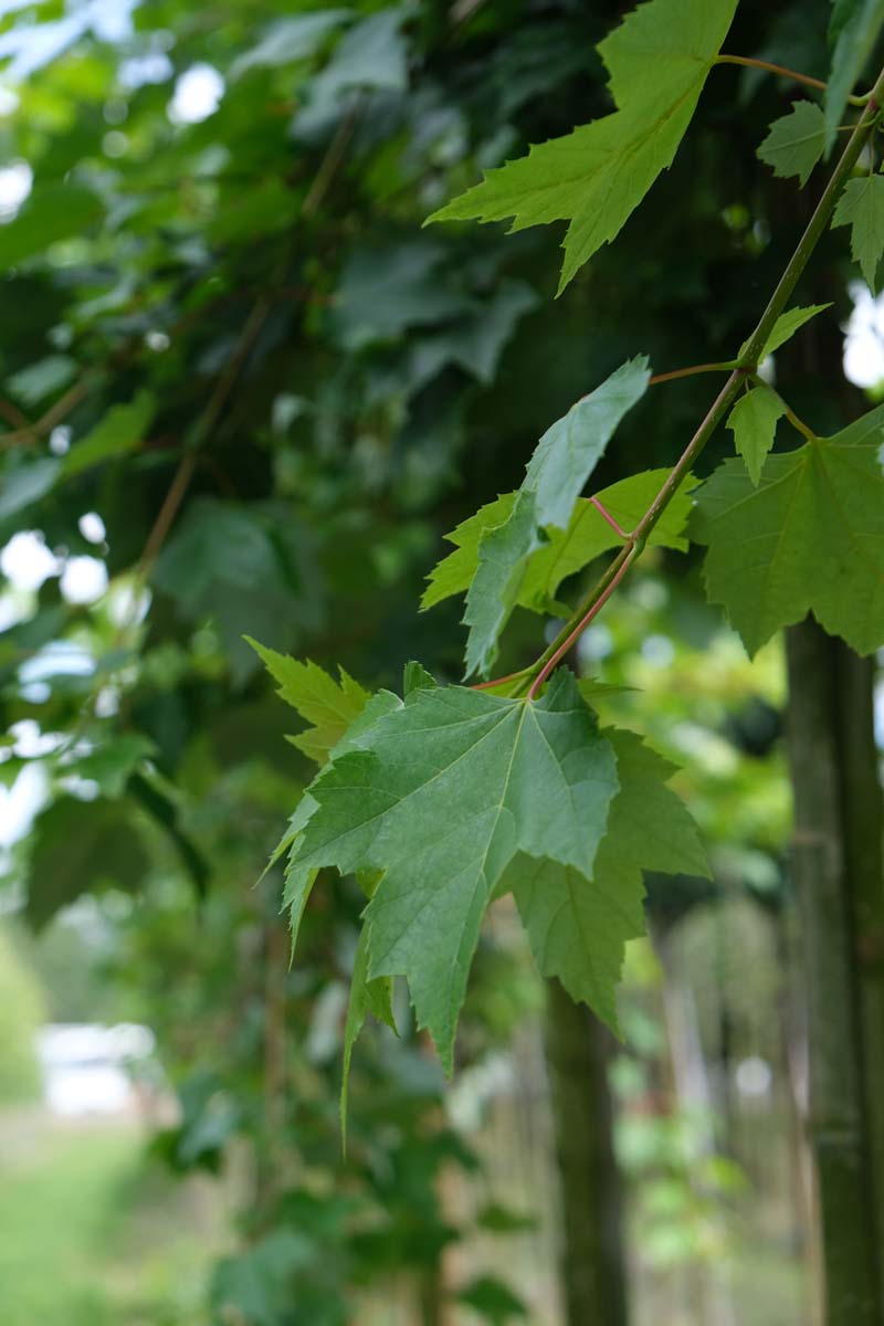 Acer rubrum 'Brandywine' meerstammig / struik twijg