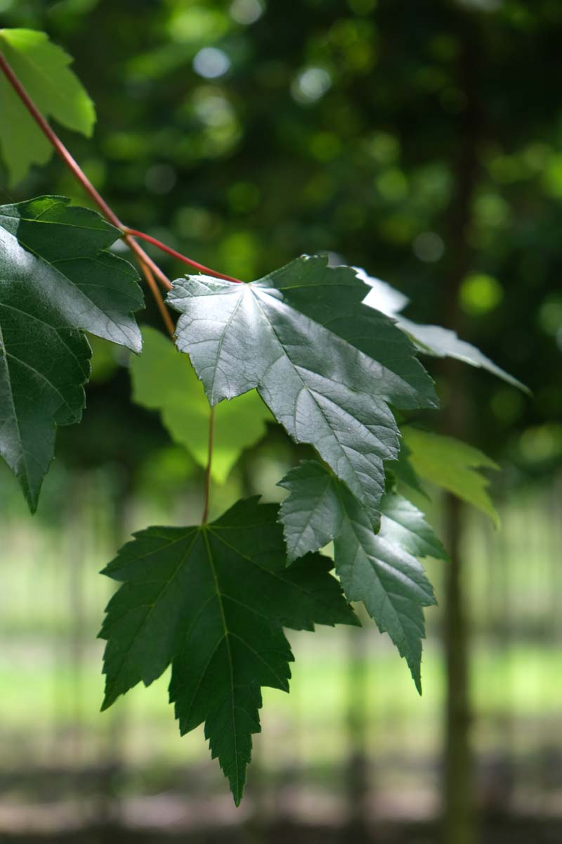 Acer rubrum 'Somerset' op stam blad