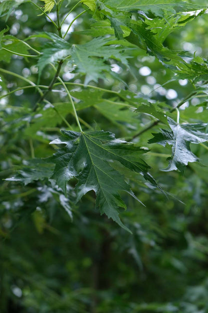 Acer saccharinum 'Laciniatum Wieri' op stam blad