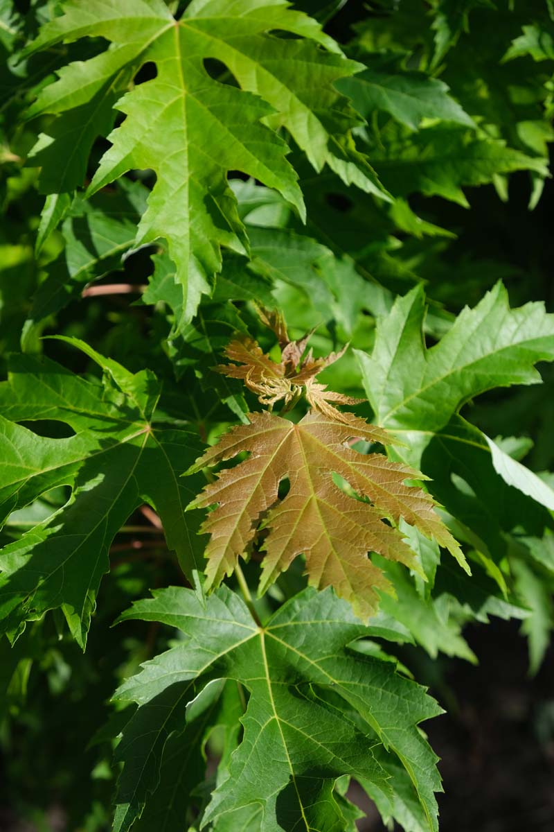 Acer saccharinum 'Pyramidale' op stam blad