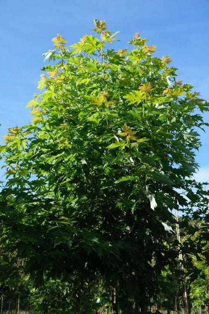 Acer saccharinum 'Pyramidale' op stam kroon