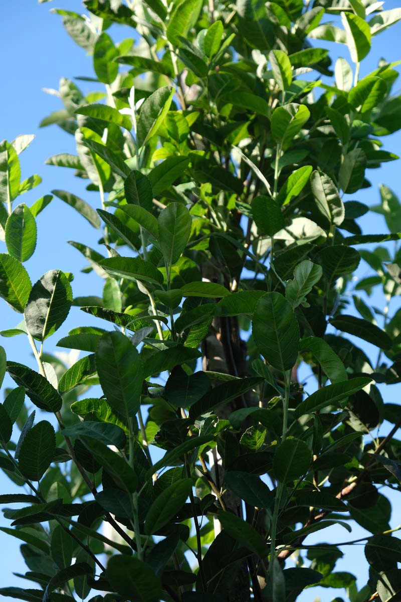 Amelanchier alnifolia 'Obelisk' Tuinplanten kroon