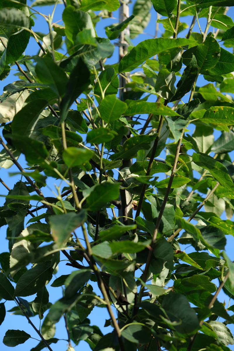 Amelanchier alnifolia 'Obelisk' Tuinplanten twijg