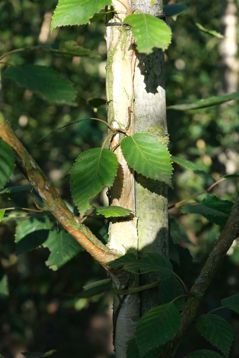 Betula utilis jacquemontii solitair stam