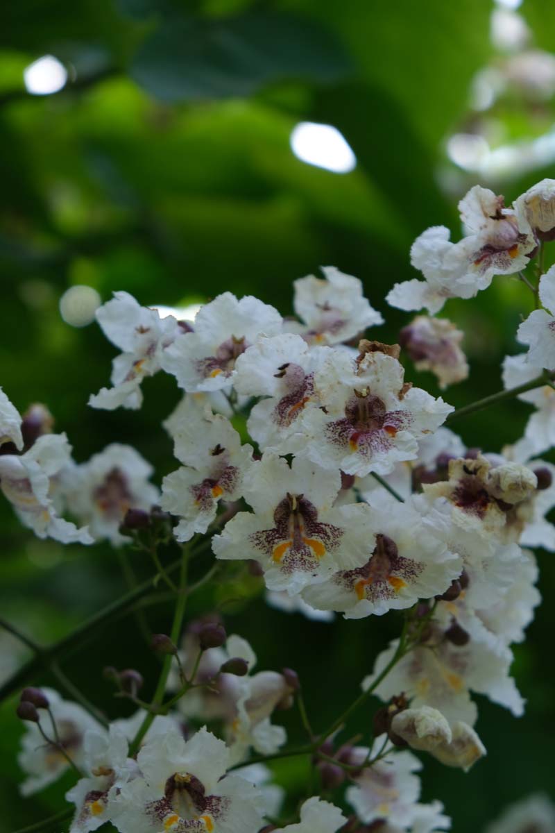 Catalpa bignonioides haagplant bloem