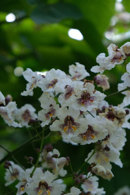 Catalpa bignonioides meerstammig / struik bloem