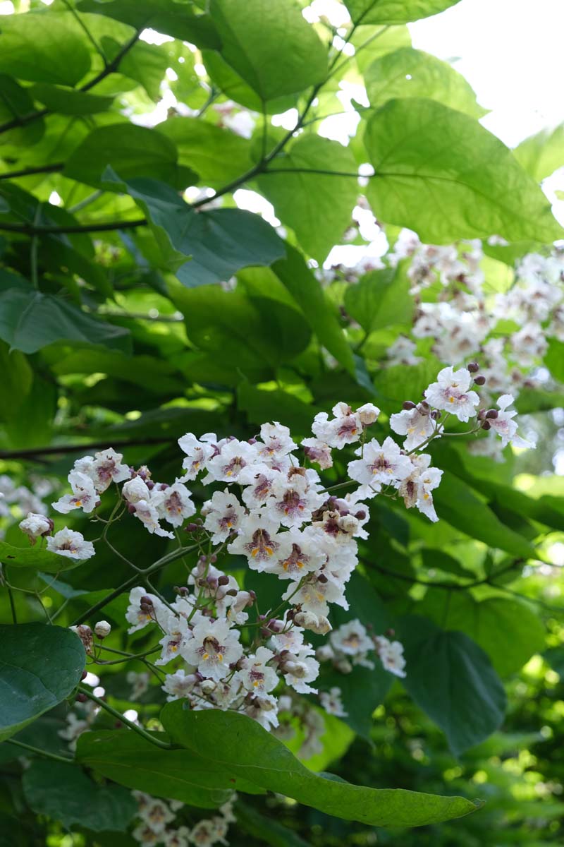 Catalpa bignonioides haagplant bloesem