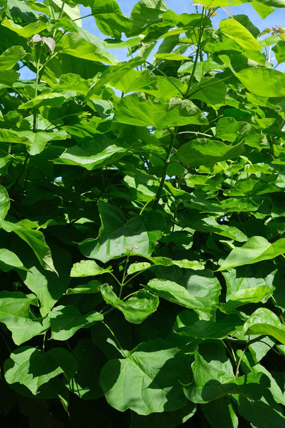 Catalpa bignonioides Tuinplanten twijg