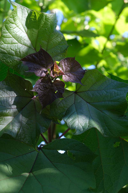 Catalpa ovata op stam blad