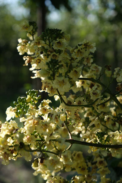 Catalpa ovata op stam bloem