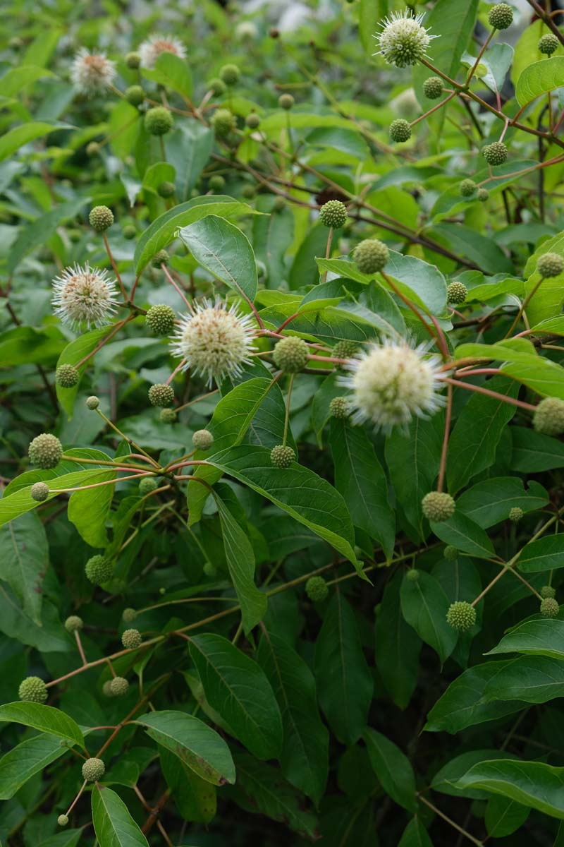 Cephalanthus occidentalis op stam bloem