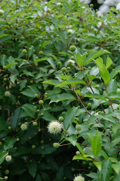 Cephalanthus occidentalis op stam bloem