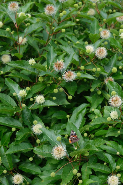 Cephalanthus occidentalis op stam bloesem